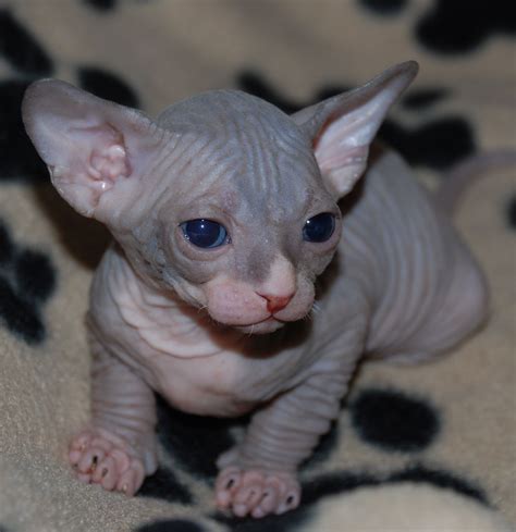 chubby hairless cat